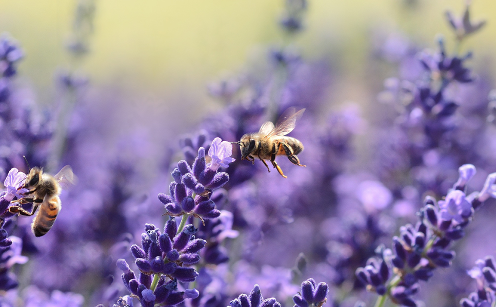 пчели в природата.
